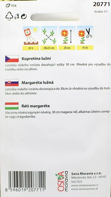Kopretina lužní