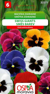 Maceška Swiss giant