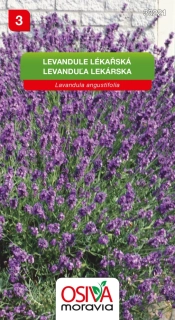 Levandule lékařská