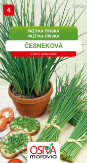 Pažitka čínská česneková