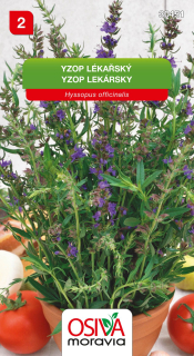 Yzop lékařský, medonosná