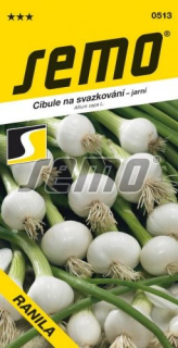 Cibule jarní na svazkování Ranila