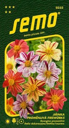 Jiřinka proměnlivá žíhaná