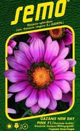 Gazánie zářivá růžová