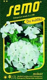 Muškát páskatý bílý