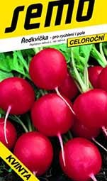 Ředkvička celoroční Kvinta