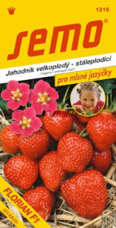 Jahodník stáleplodící lahůd. Florian F1
