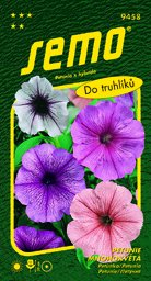 Petunie směs barev s hvězdou