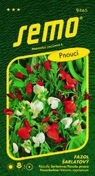 Fazol šarlatový popínavka