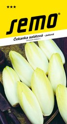 Čekanka salátová puková Mechelse