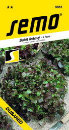 Salát listový Dubared