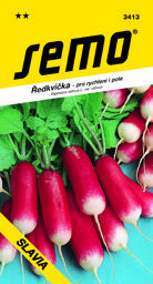 Ředkvička raná Slavia