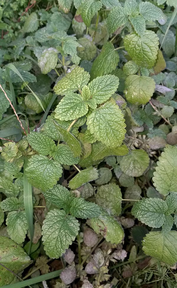 Meduňka lékařská