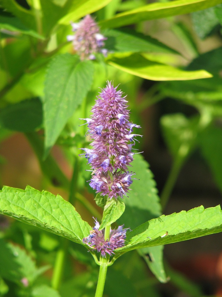 Agastache vrásčitá