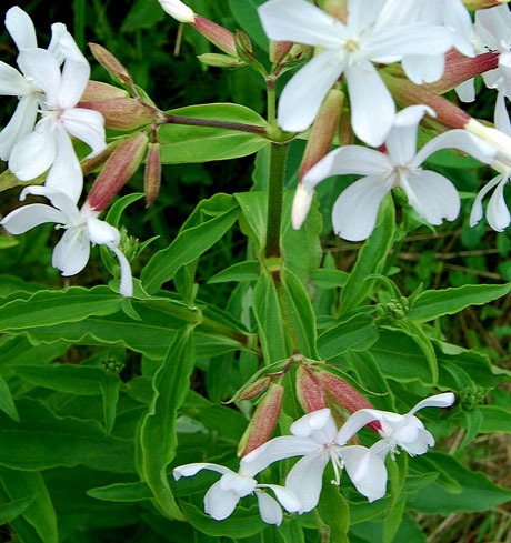 Mydlice lékařská