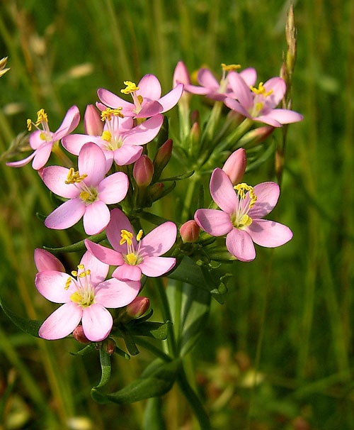 Mydlice lékařská