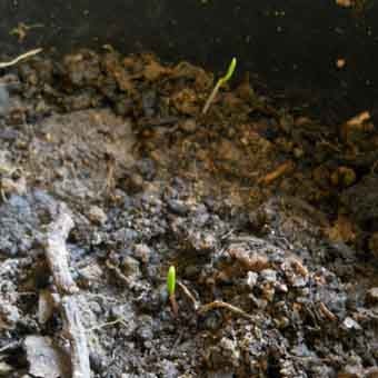 Perila křovitá na saláty Asie