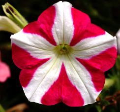 Petunie puntíkovaná Deep Pink F1