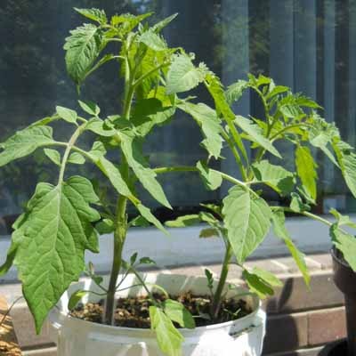 Rajče datlové lahůdkové Pollicino F1