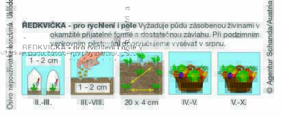 Ředkvička celoroční Kvinta