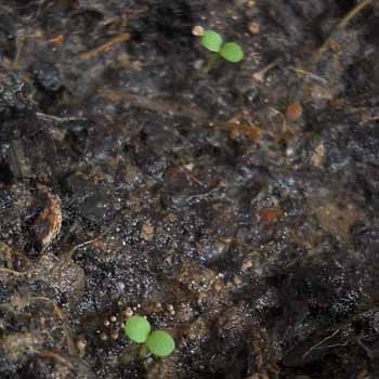 Jahoda stáleplodící lahůd. Delician F1