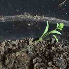 Perila křovitá na saláty Asie